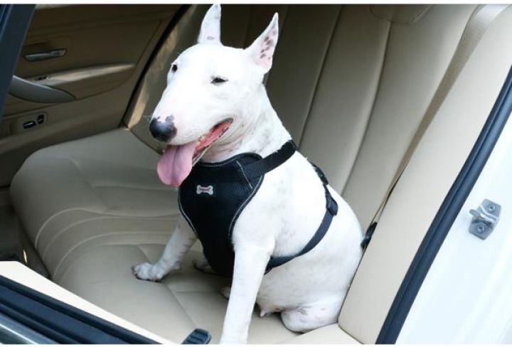 ARNES Y CINTURON DE SEGURIDAD PARA MASCOTAS