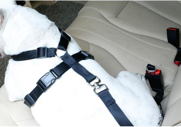 ARNES Y CINTURON DE SEGURIDAD PARA MASCOTAS