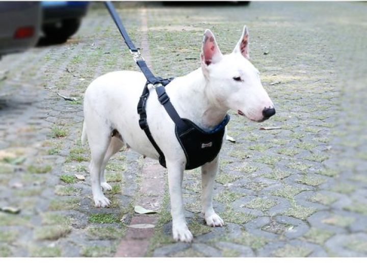 ARNES Y CINTURON DE SEGURIDAD PARA MASCOTAS