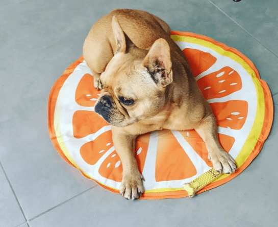 PET COOL MAT CIRCULAR 59CM